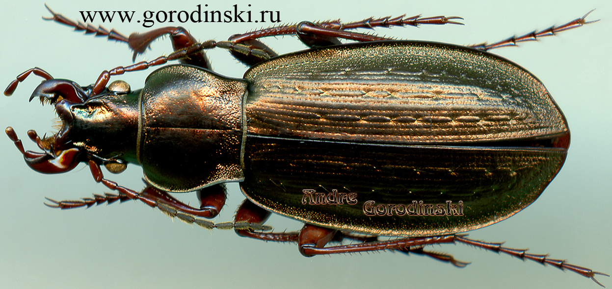 http://www.gorodinski.ru/carabus/Ophiocarabus ballionis.jpg